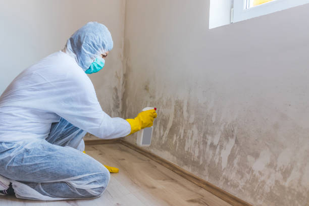 Mold Remediation specialist working in Mount Holly